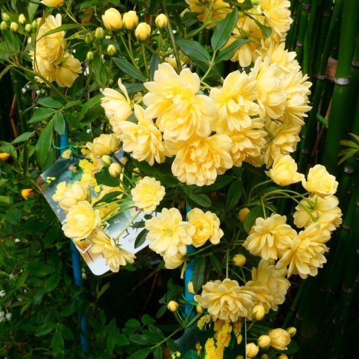 モッコウバラ 黄色八重 6号 全高90cm バラ苗 木香薔薇 ツルバラ 231114