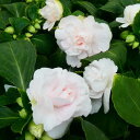 八重咲きインパチェンス 苗 シルエット アップルブロッサム 3.5号ポット バラ咲き 淡ピンク 240502