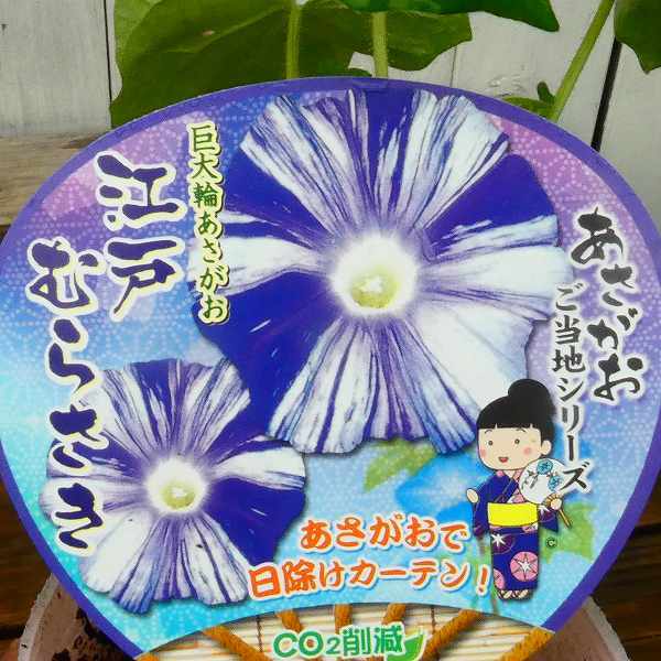 朝顔 苗 江戸むらさき 1ポット ご当地シリーズ 日本朝顔 あさがお うちわラベル 3.5号 アサガオ 青 グリーンカーテン 250520のサムネイル