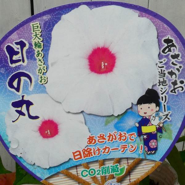 朝顔 苗 日の丸 1ポット ご当地シリーズ 白 日本朝顔 あさがお うちわラベル 3.5号 アサガオ グリーンカーテン 250520のサムネイル