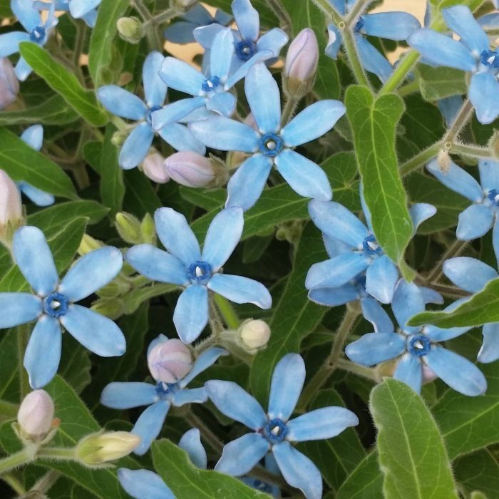 ブルースター 苗 オキシペタラム 3.5号 花苗 花壇苗 青花 夏の花 240521