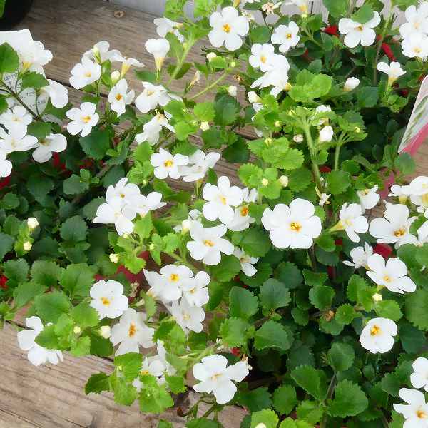 バコパ 苗 コピア ホワイト 大輪種 白花 3.5号 花苗 小花 ステラ ハンギング用 寄せ植えにも 260514