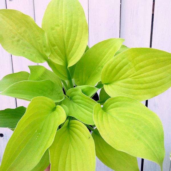 ギボウシ 苗 オーガストムーン 4号ポット 黄金葉 ホスタ 擬宝珠 ぎぼうし 宿根草 日陰向き 山野草 グランドカバーのサムネイル