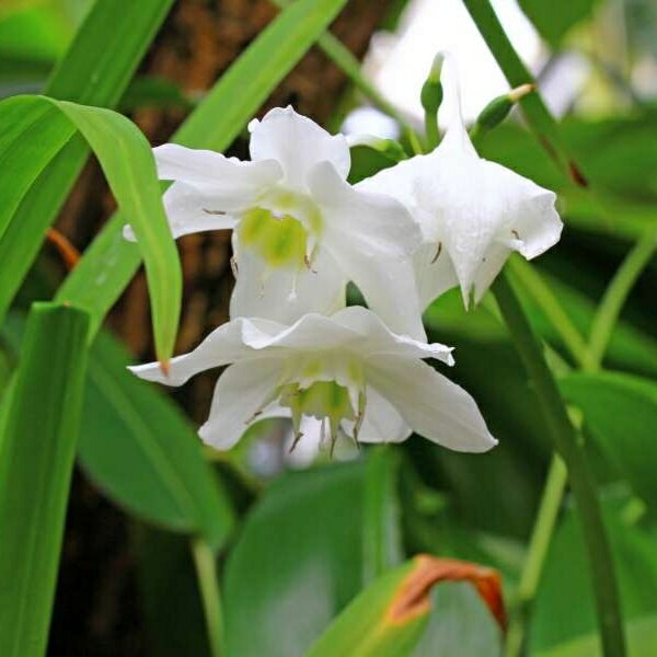 アマゾンリリー 5号ポット ユーチャリス 苗 白花 220806のサムネイル