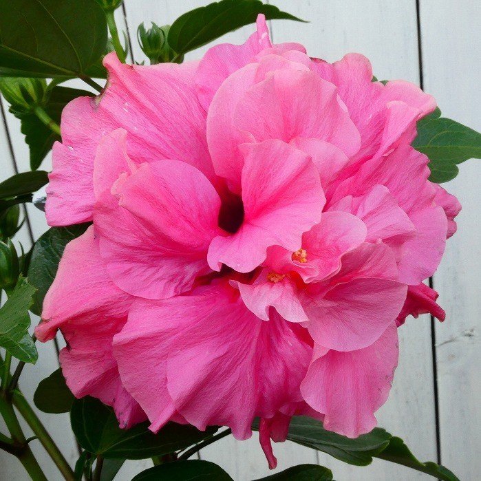 ハイビスカス 八重咲き NEWロングライフ アドニスダブルピンク 5号鉢 夏の花 熱帯花木 鉢花のサムネイル