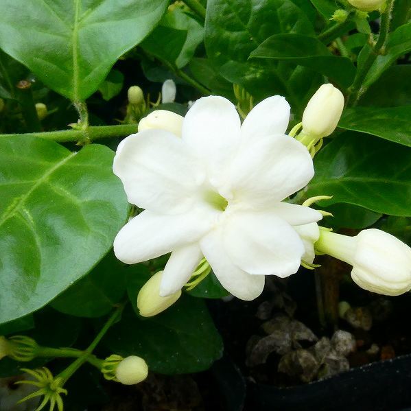 ジャスミン 苗 マツリカ 3.5号 香りの花 白花 アラビアジャスミン ピカケ 240521