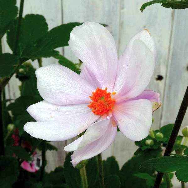 鉢花 秋明菊 さくらこ 淡ピンク 5号鉢 シュウメイギク 鉢植え 苗 山野草 宿根草 0907