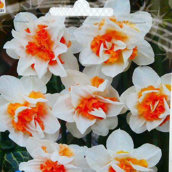 水仙 球根 レプリート 八重咲き 3球入り スイセン 春咲き 秋植え 0930のサムネイル