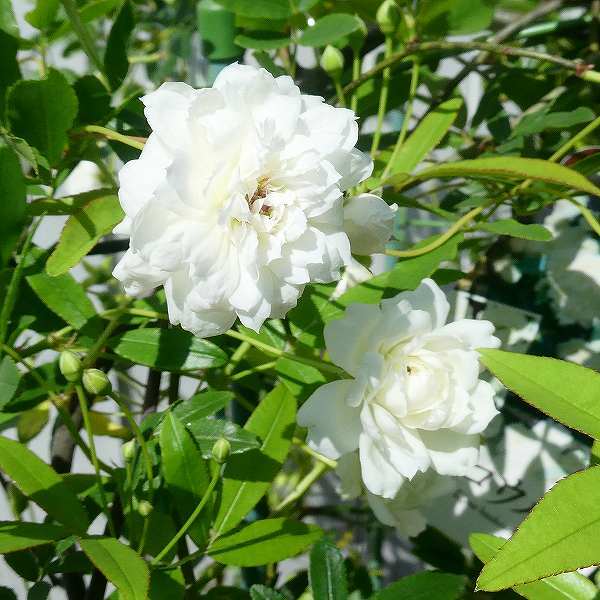 バラ 苗 モッコウバラ 白花 3.5号 木香薔薇 ツルバラ 240220