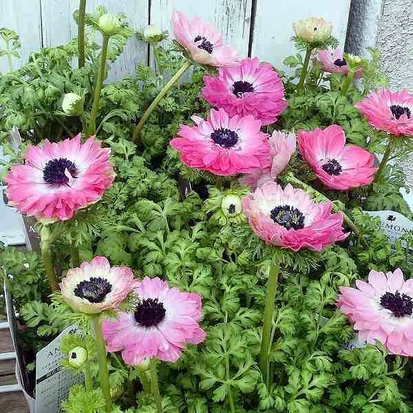 アネモネ アンアリス 八重咲き ピンク 花苗 花色お任せ 苗 3.5号 220323のサムネイル