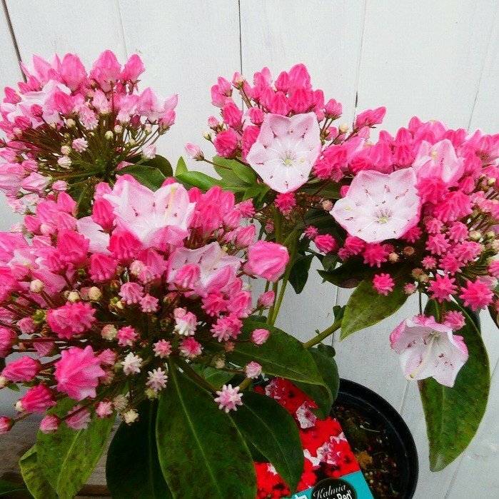 植木 カルミア オスボレット 苗木 5号 ピンク花 ツツジ 常緑樹 250424のサムネイル