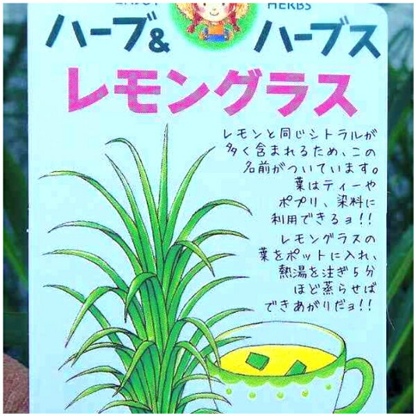 Lemongrass - レモングラス 苗 3号 ハーブ苗 ハーブ ハーブティー材料 アロマ エスニック料理 260416