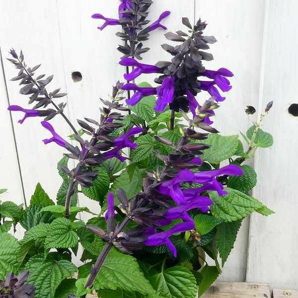 スーパーサルビア 苗 3.5号 ロックンロール ディープパープル 紫花 青花 夏の花 250520のサムネイル