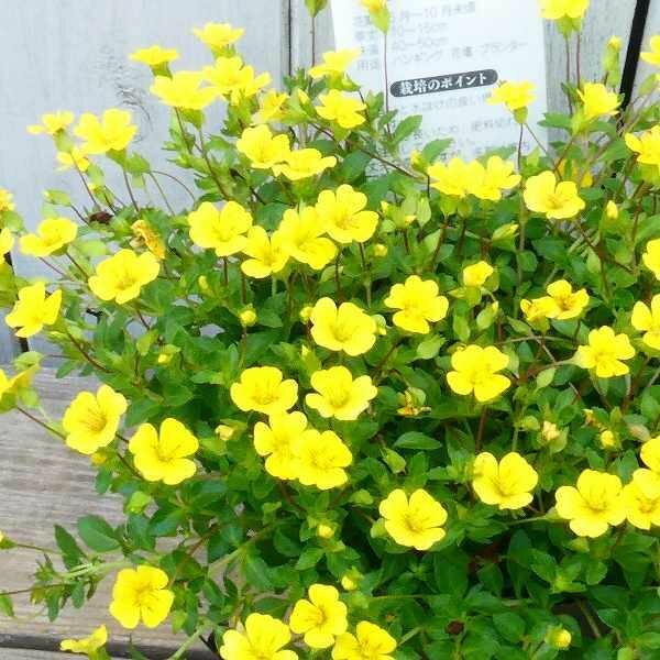 メカルドニア 苗 ゴールドダスト 3.5号 黄花 グランドカバー 秋まで咲く 花壇 ハンギング　260430 黄色小花が広がり咲く♪ メカルドニア『ゴールドダスト』の苗です。生育が旺盛でカーペット状に広がります。秋までレモン色の小花が次々と咲きます。株が充実していると暖地では屋外で冬越し出来ます。 ポットの直径は10.5cm（3.5号）です。 2