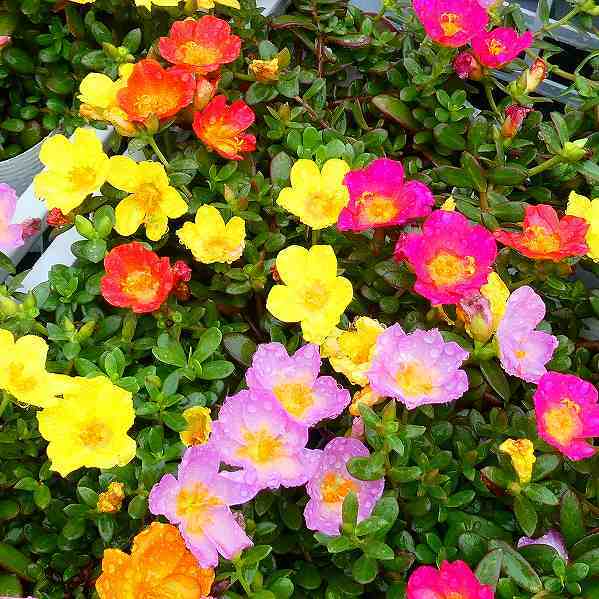 ポーチュラカ 苗 数色寄せ植え 3.5号 花スベリヒユ カラフル 夏の花 240827のサムネイル