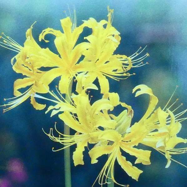 球根 リコリス 1球 オーレア 黄花 彼岸花 秋植え 240826のサムネイル