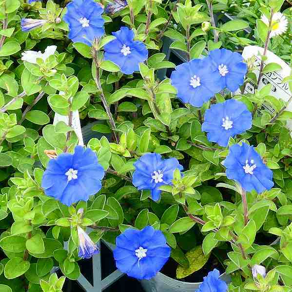 乐天商城 - アメリカンブルー 苗 3号 夏の花壇苗 青花 花苗 ガーデニング 秋まで咲く　260624