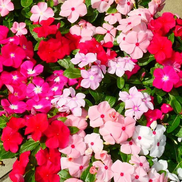 日々草 苗 1ポット 花色お任せ 3.5号 花苗 ニチニチソウ ビンカ 夏の花壇に 秋まで...