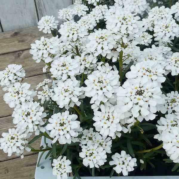 宿根イベリス 苗 ブライダルブーケ 大輪種 2.5号 白花 冬〜春の花苗 寄せ植えに 花壇苗 241119のサムネイル