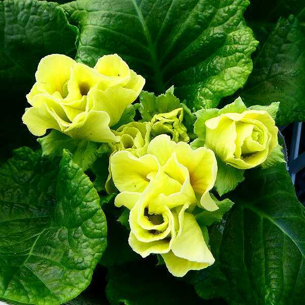 バラ咲き プリムラ 苗 マスカットのジュレ 八重 3.5号ポット 黄緑 花壇苗 花苗 耐寒性強 221207のサムネイル