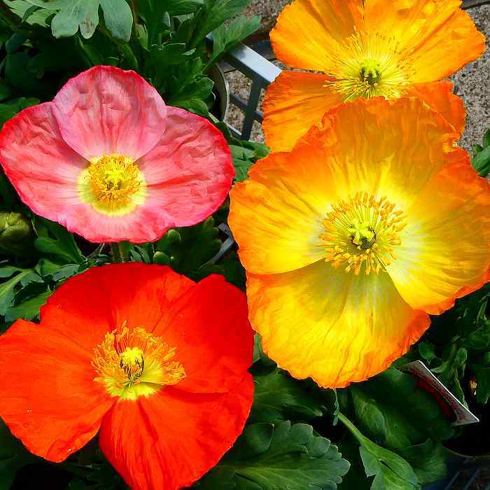 ポピー 苗 シャンパンバブルス 花色お任せ アイスランドポピー 3.5号 春の花苗 花壇苗 230330のサムネイル