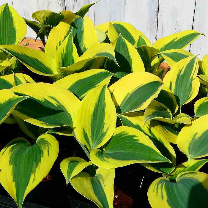 ギボウシ 苗 オータムフロスト 4号 斑入り ファーストフロスト芽変わり品種 ホスタ 擬宝珠 ぎぼうし 宿根草 日陰向き 山野草 グランドカバー　250429