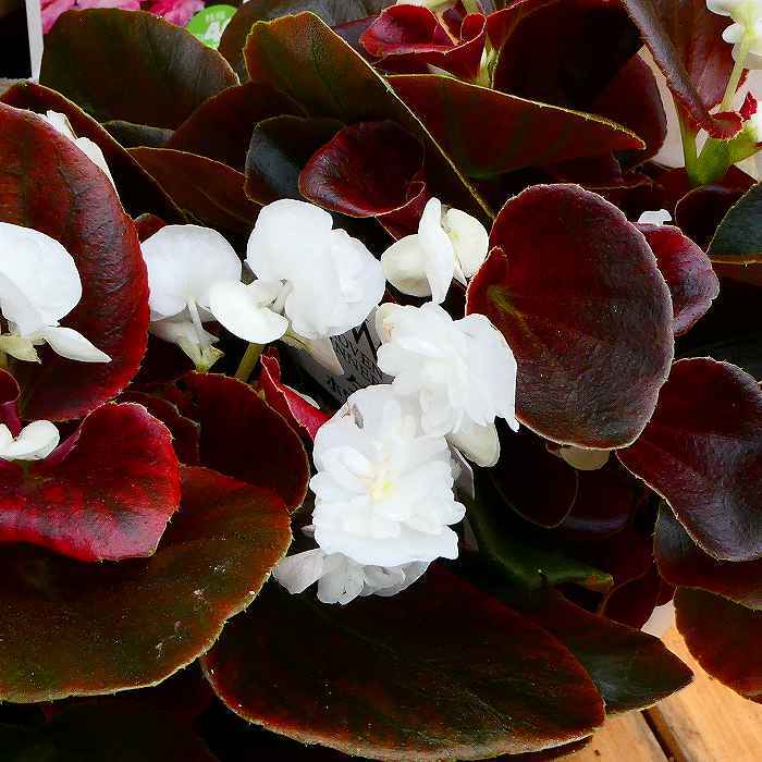 ベゴニア 苗 八重咲き銅葉 ホワイト ダブレット 3.5号