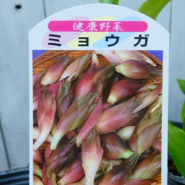 ミョウガ みょうが 苗 3.5号ポット ハーブ 野菜苗 耐寒性強 240530