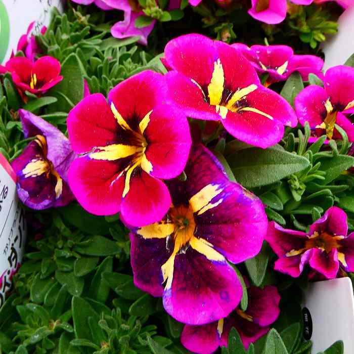 カリブラコア 苗 シャルウィダンス グッドナイトキッス 3.5号のサムネイル