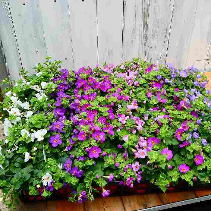 バコパ 苗 コピア パープル 大輪種 3.5号 花苗 小花 ステラ ハンギング用 寄せ植え...