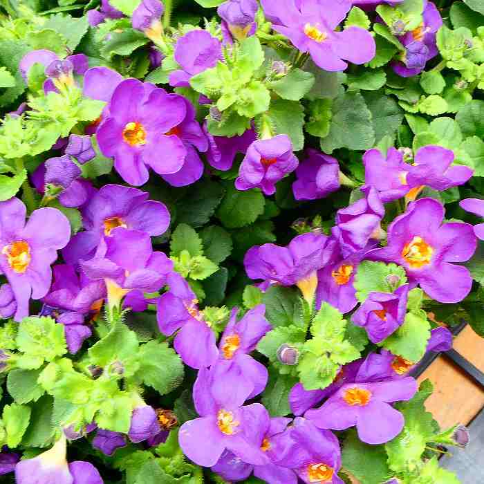 バコパ 苗 コピア パープル 大輪種 3.5号 花苗 小花 ステラ ハンギング用 寄せ植え...