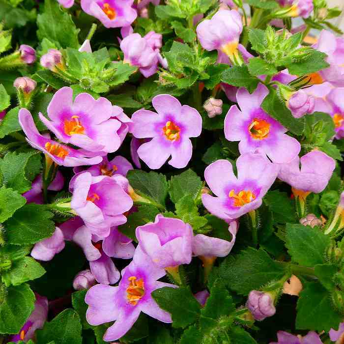バコパ 苗 コピア ピンクリング 大輪種 3.5号 花苗 小花 ステラ ハンギング用 寄せ植えにも 260514