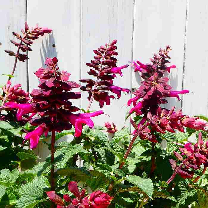 スーパーサルビア 苗 ロックンロール ピンクスパイダー ピンク花 夏の花のサムネイル