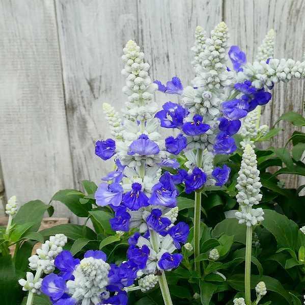 栄養系ブルーサルビア 苗 サリーファン ブルーアイス 花苗 3.5号 青花 夏の花のサムネイル