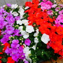 インパチェンス 苗 花色お任せ 1ポット 花苗 日陰向き 夏の花 充実苗 3.5号 250515(4)