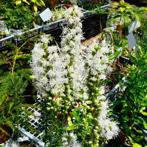 《来年用》リアトリス 苗 白花 3.5号 切り花にも 耐寒性宿根草 山野草