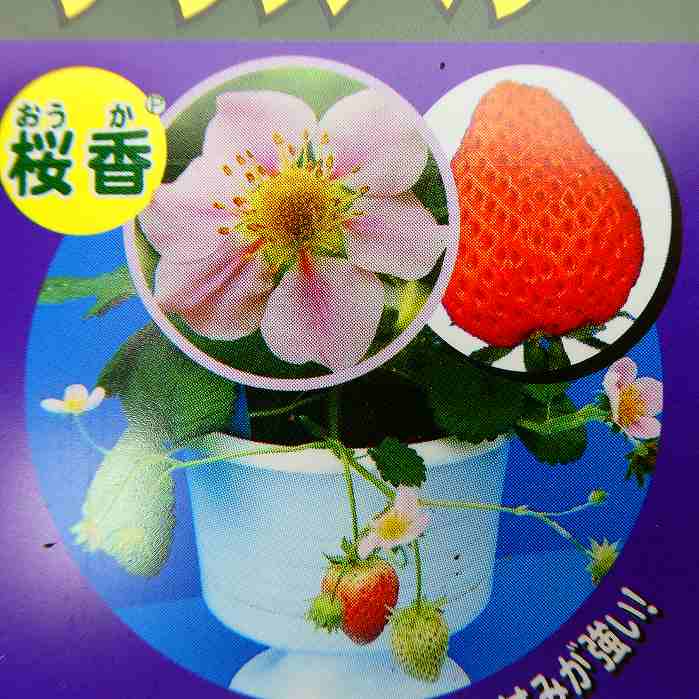 イチゴ 苗 桜香 テラスベリー 淡いピンク花 苺 3号 ハーブ苗 野菜苗
