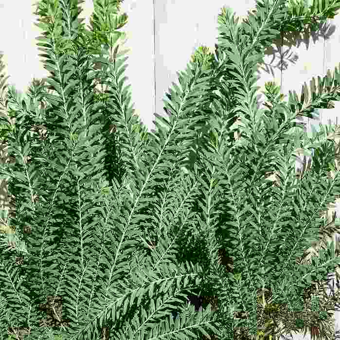 アカシア 苗 ブルーブッシュ 6号 苗木 植木 シルバーリーフ シンボルツリー 黄花 庭木 ミモザのサムネイル