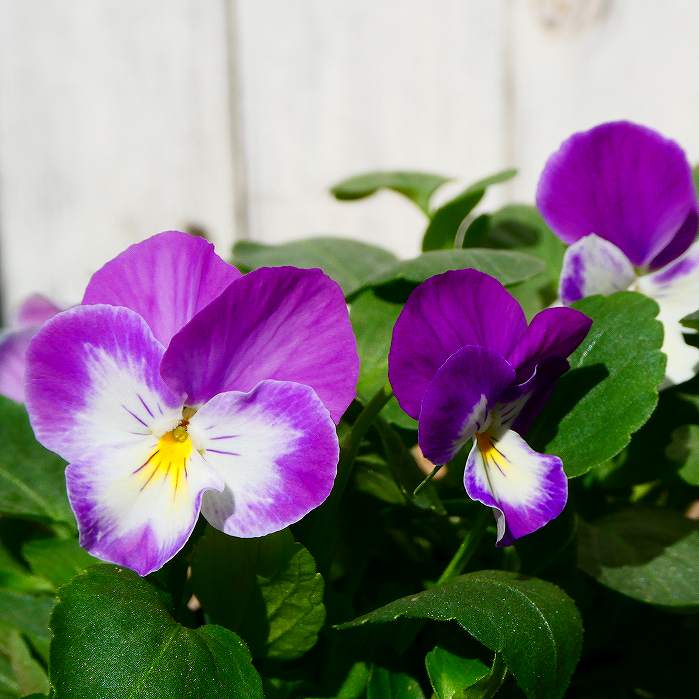 パンジー 苗 よく咲くスミレ ラベンダーソフト 苗 3.5号 ビオラ 青花 小輪 冬の花苗 花壇苗 花壇苗 251014のサムネイル