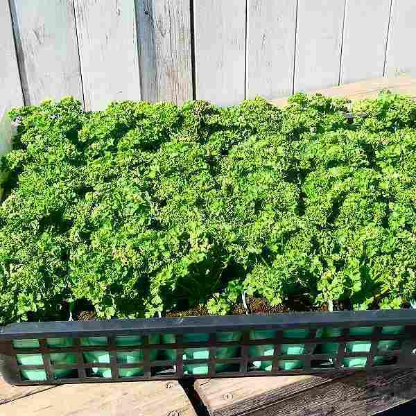 �ѥ��� �� ���� �ϡ��� 3.5��ݥå� �Ѵ���������� 260127