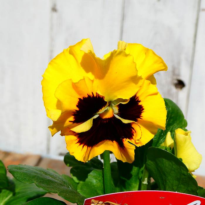 パンジー 苗 フリルパンジー 絵になるスミレ ソレイユ 黄色 3.5号 花壇苗 冬の花苗 春の花苗 250123