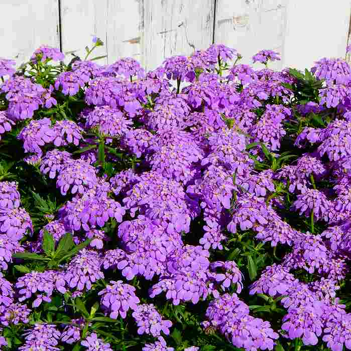 花苗 宿根イベリス マーメイドラベンダー 3.5号 紫花 苗 春の花苗 231107のサムネイル