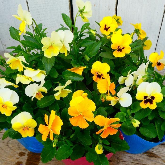 ビオラ 苗 イエロー～オレンジ系 黄色 品種お任せ 3.5号ポット 花壇苗　231221のサムネイル