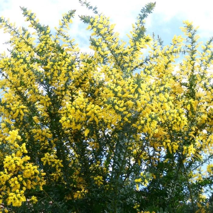 ミモザ 苗 アカシア ミモザアカシア 苗 3号 シンボルツリー 春に咲く黄色の花 苗木 240502