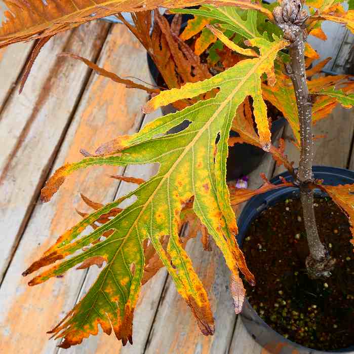 柏 羽衣柏 苗木 6号ポット 樹高約30cm ハゴロモガシワ 珍しい木 落葉樹 231107