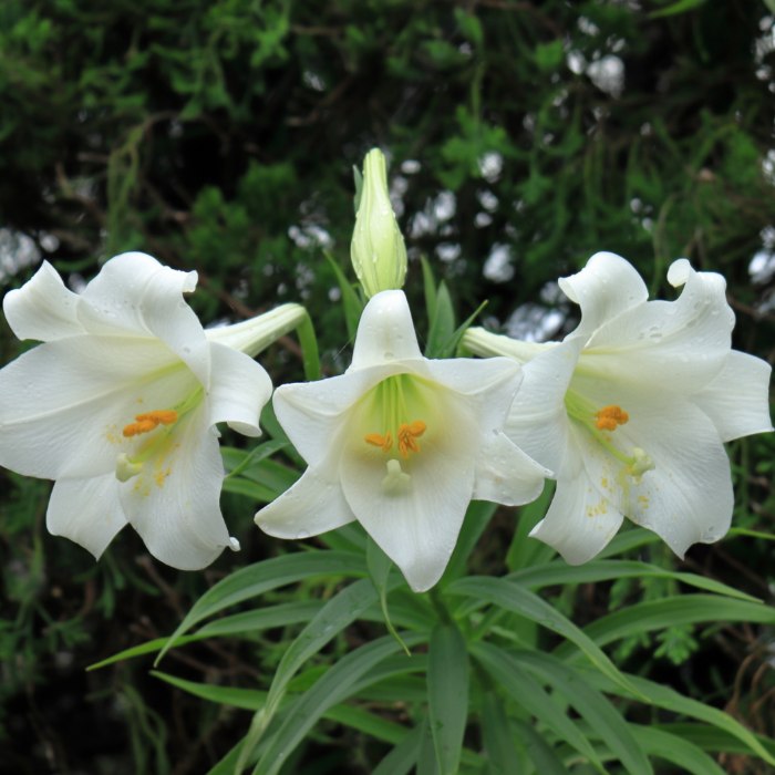 百合 苗 鉄砲百合 ユリ 秋植え球根 白花 240408のサムネイル