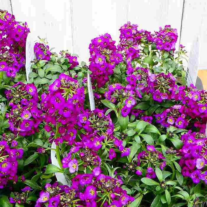 スーパーアリッサム 苗 パープルプリンセス 3.5号 紫花 