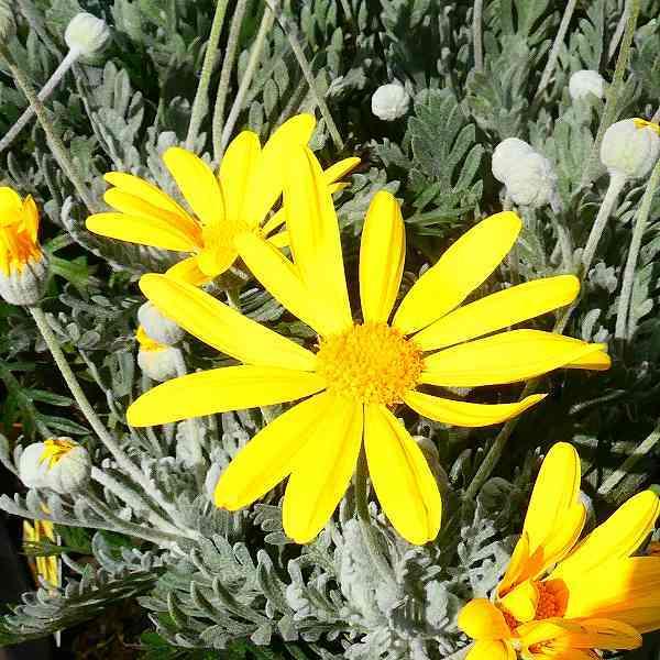 ユリオプスデージー 苗 3.5号 シルバーリーフ 黄色の