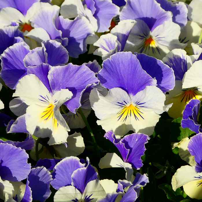 パンジー 苗 マリア ブルーオーシャン 3.5号 青花 花苗　231128のサムネイル