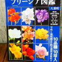 球根 フリージア 八重咲き 10種10球 秋植え球根 切り花としても 第四種配送 250824